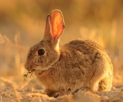 La ausencia de frío afecta a la población de conejos en Extremadura